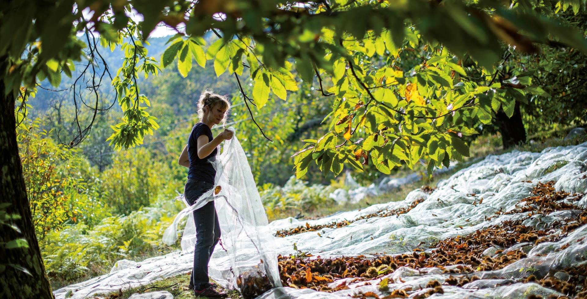Saveurs du Castanet © Régis Domergue / Parc national des Cévennes