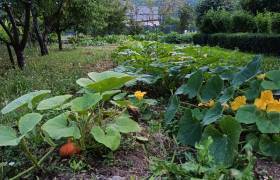 Un maraîchage diversifié