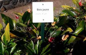 Braille © Jean-Christophe Garcia - Parc national de La Réunion