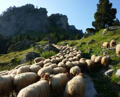 Pastoralisme