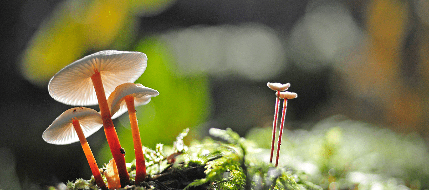 Champignons © Jean-Pierre Gurga