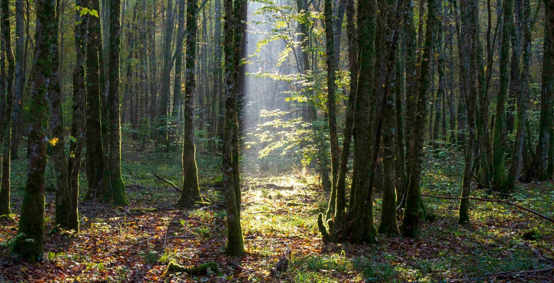 Parc national de forêts © Eric Girardot