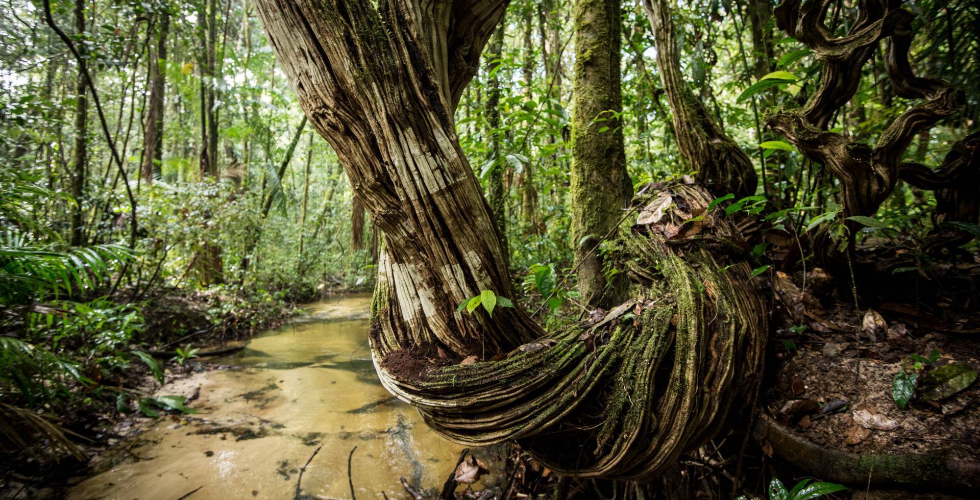 Amazonian Park Of Guyana