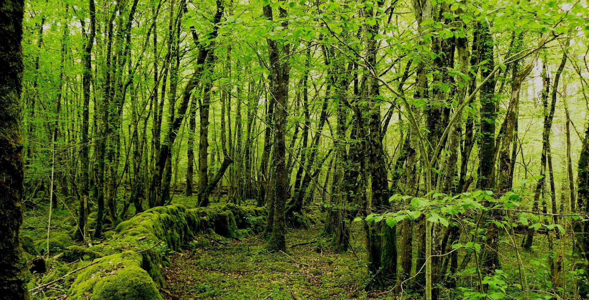 Rochefort sur Brevon © Matthieu Delcamp / Parc national de forêts