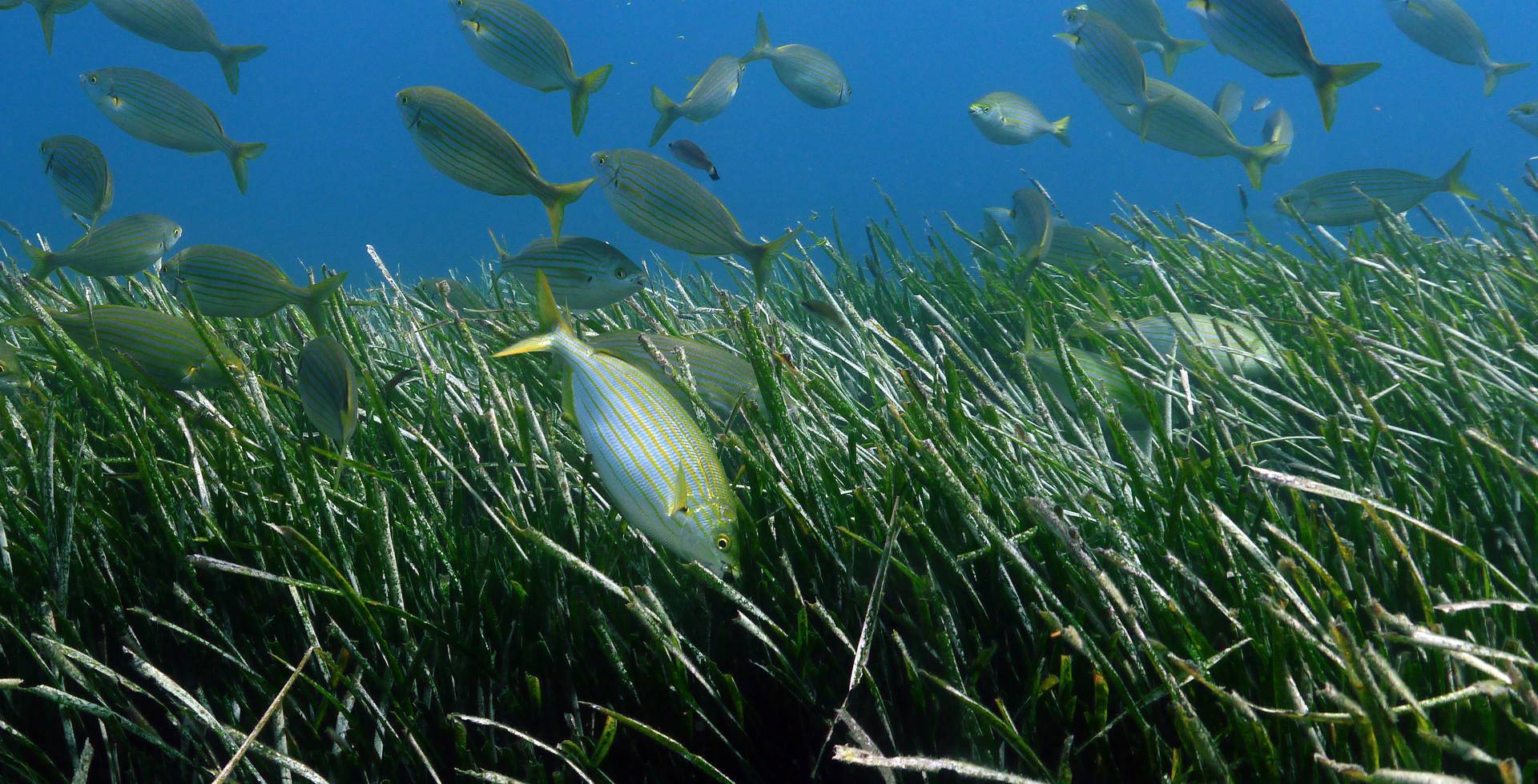 Banc de Saupes et herbier de posidonie dans les Calanques © Florian Launette