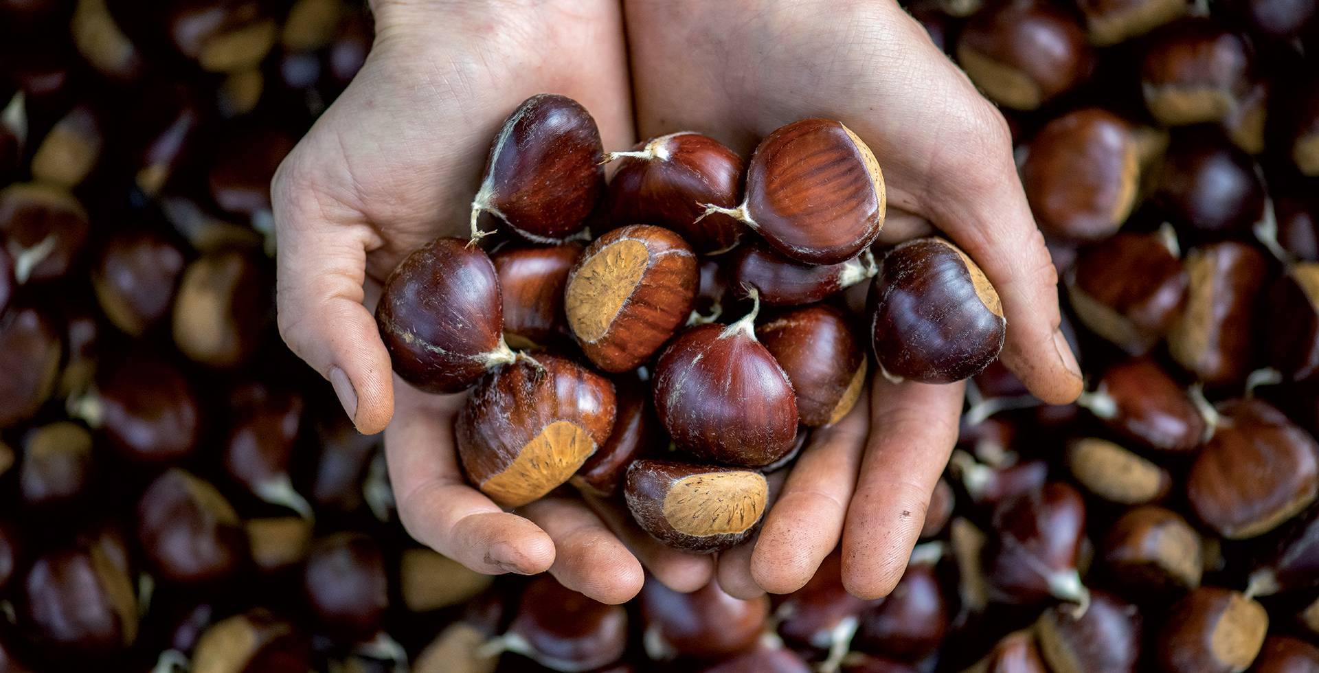 Les Saveurs du Castanet © Régis Domergue / Parc national des Cévennes