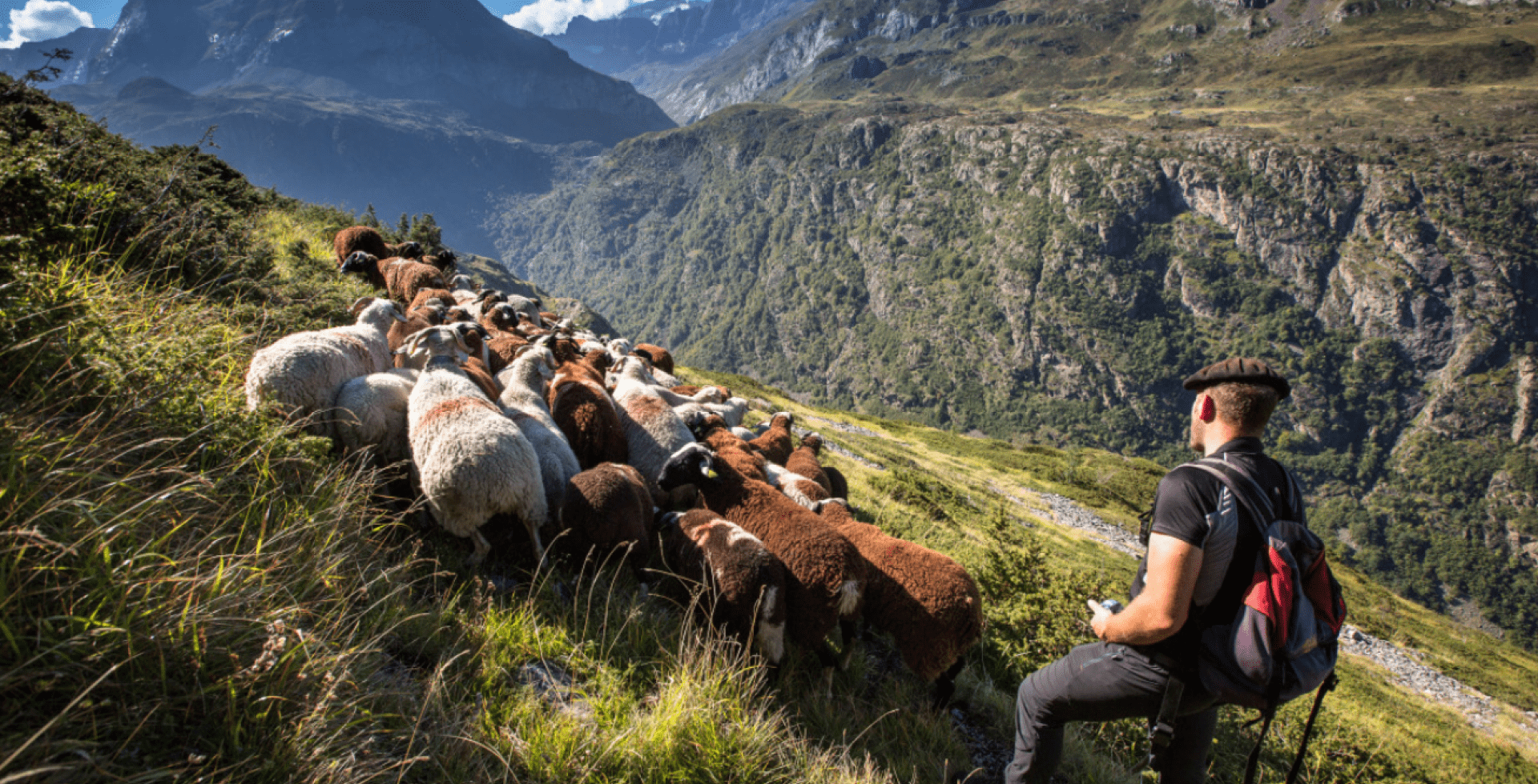 Troupeau dans le parc national des Pyrénées © P. Meyer / Parc national des Pyrénées
