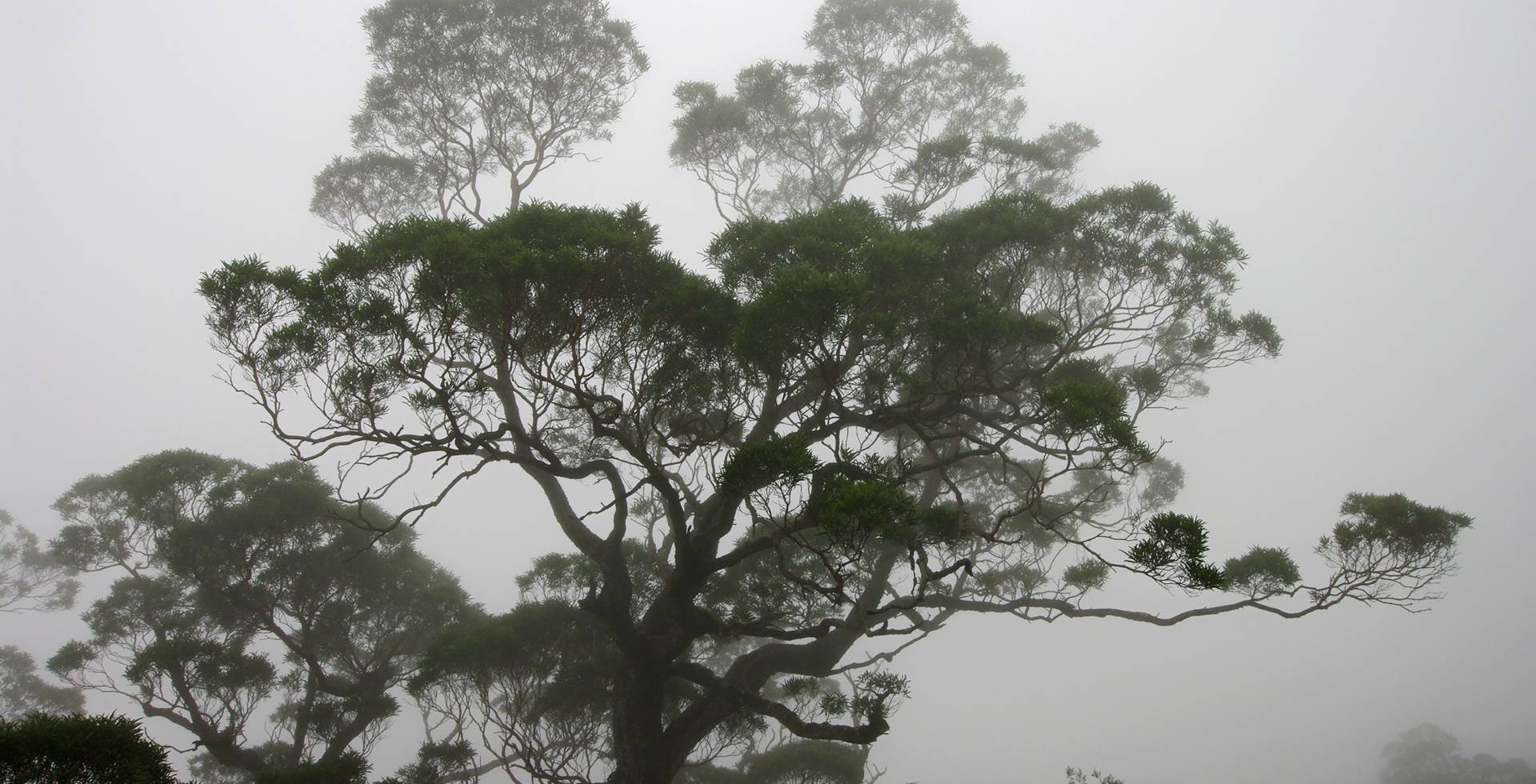 Tamarin dans la brume © Jean-François Bègue / Parc national de La Réunion