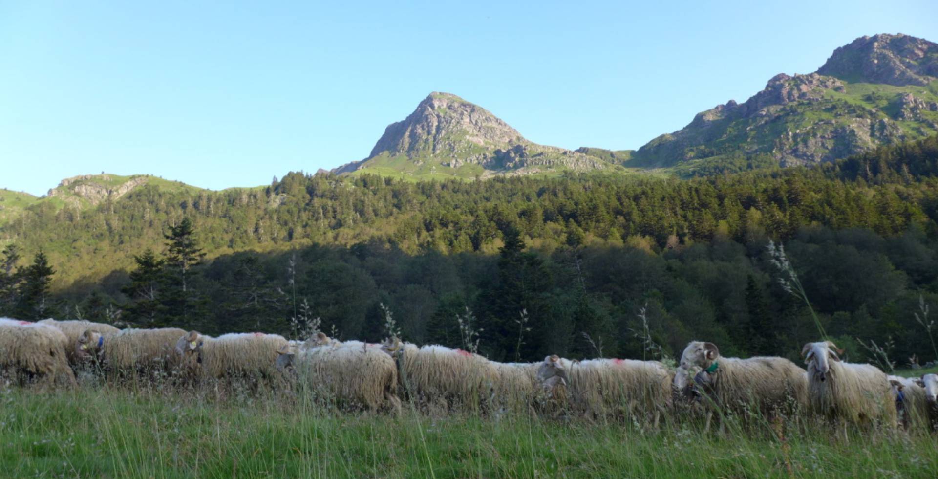 Transhumance © Didier Peyrusqué / Parc national des Pyrénées