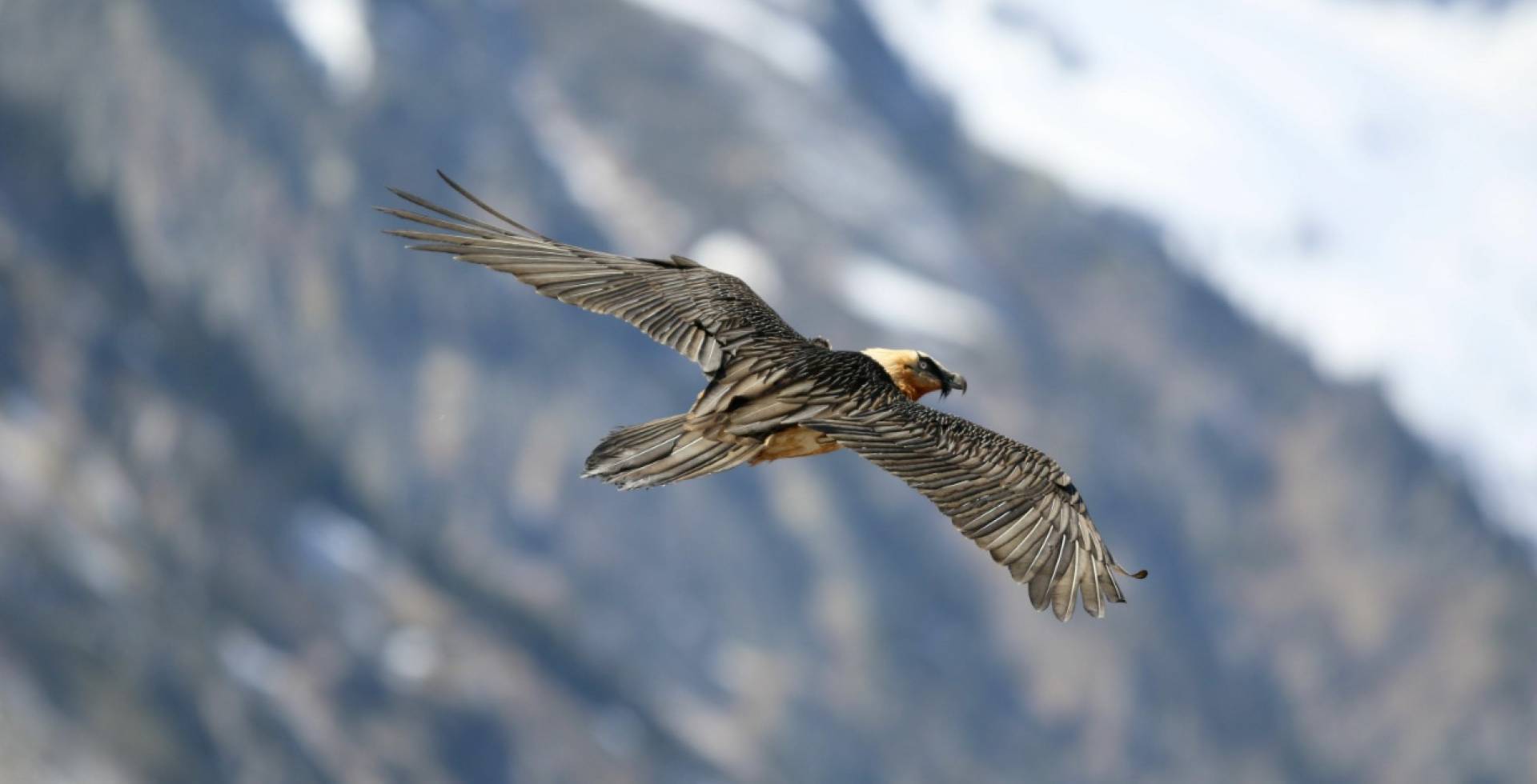 Gypaete Barbu © F. Luc / Parc national des Pyrénées
