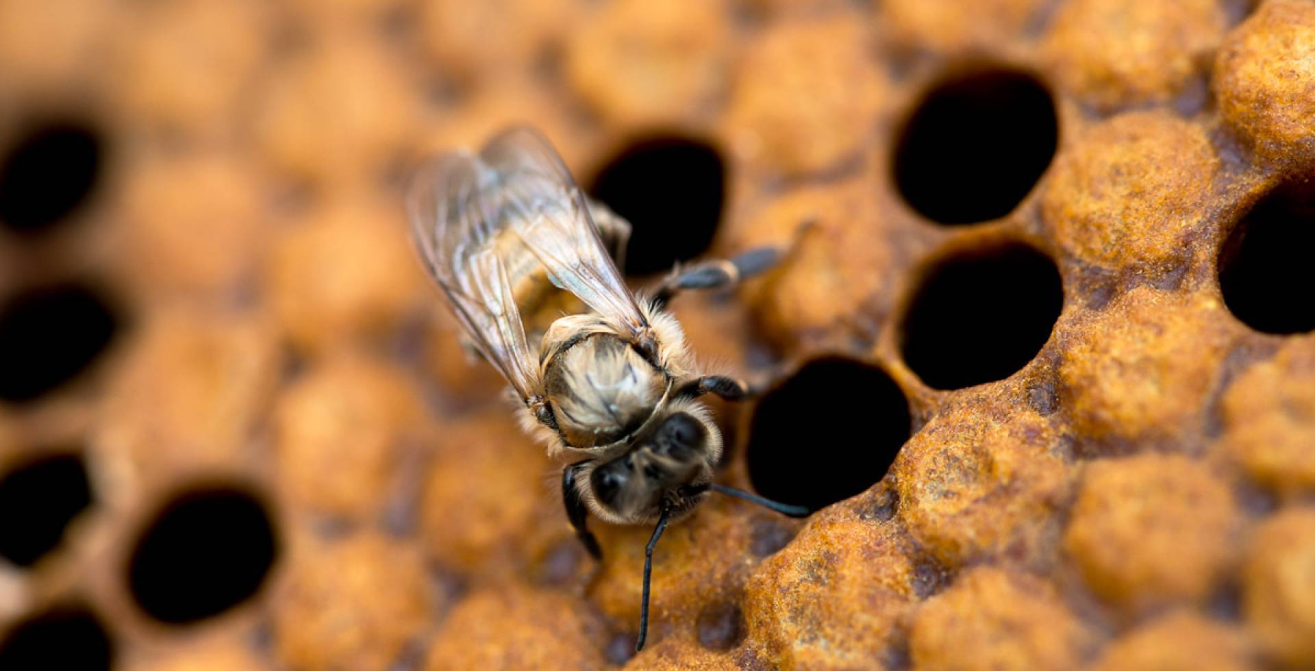 Abeille © Céline Lecomte - OFB