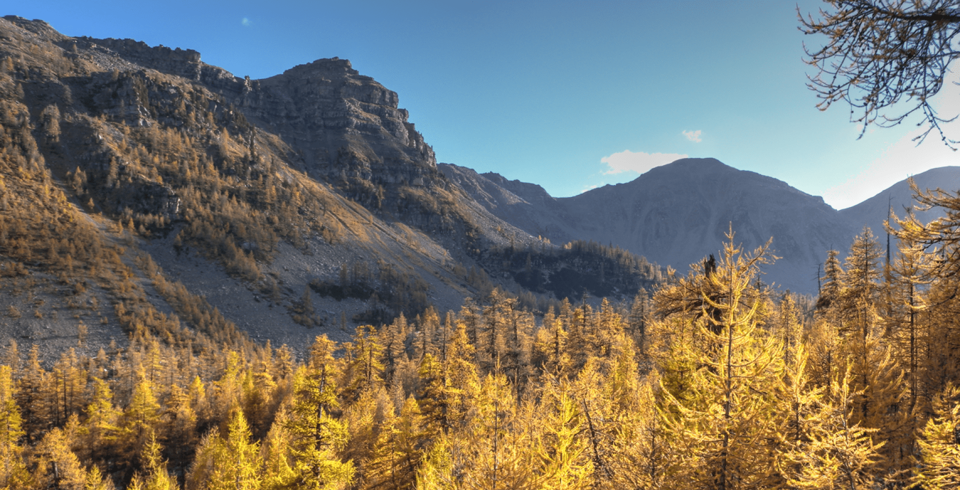 Mélézin à Sestrière © Anthony Turpaud - Parc national du Mercantour