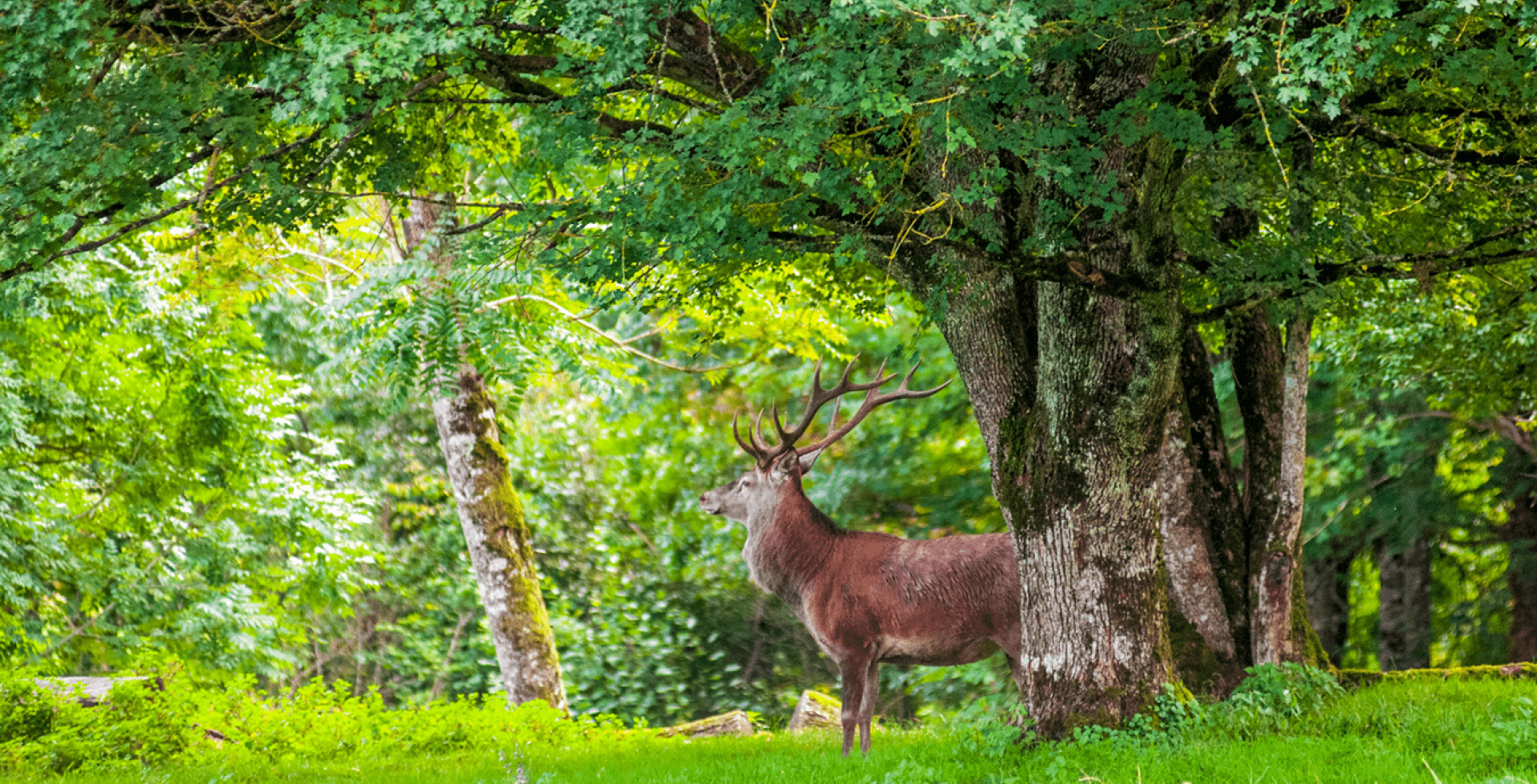 Forêt de Châteauvillain © Eric Girardot