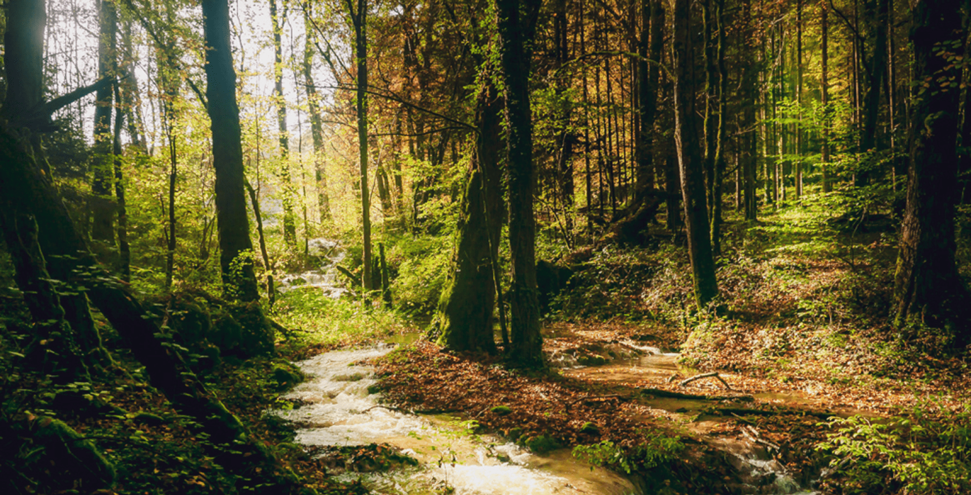 Dans le Parc national de forêts en Bourgogne © Edouard de Ganay