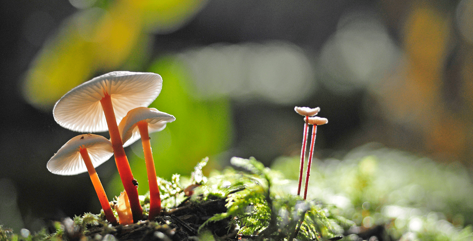 Champignons © Jean-Pierre Gurga