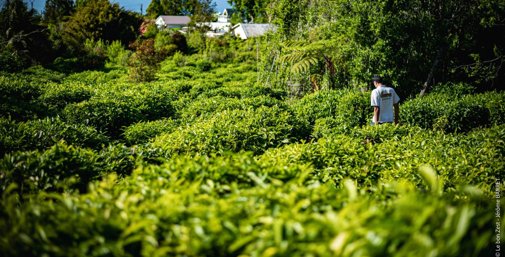 Labyrinthe En-Champ-Thé, théiers ©️ Jérôme Barret-Le bon Zest