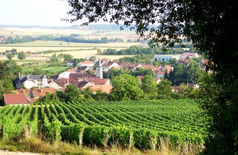 Vue sur le Domaine Muid Montsaugeonnais  © Dominique Bernard