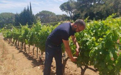 Romain Magnanou © Domaine de la Navicelle Romain Magnanou © Domaine de la Navicelle