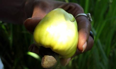 Pomme de Cajou dans le jardin d'Ashaya © DR Parc national de la Guadeloupe