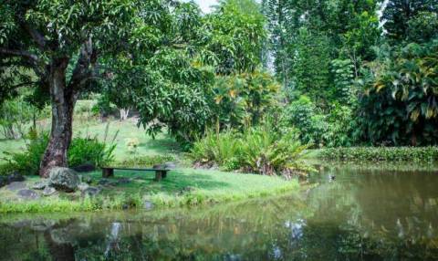 Le Jardin d'eau © Pierre-Louis Delescluse-Parc national de la Guadeloupe