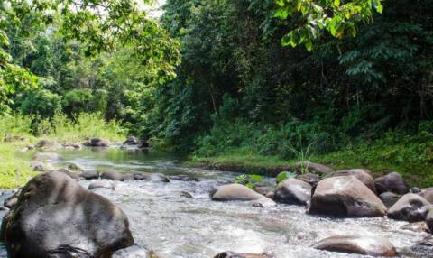 Le Jardin d'eau © Pierre-Louis Delescluse-Parc national de la Guadeloupe Le Jardin d'eau © Pierre-Louis Delescluse-Parc national de la Guadeloupe