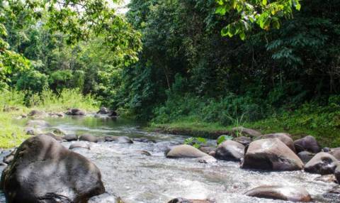 Le Jardin d'eau © Pierre-Louis Delescluse-Parc national de la Guadeloupe