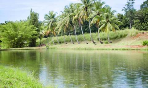 Le Jardin d'eau © Pierre-Louis Delescluse-Parc national de la Guadeloupe