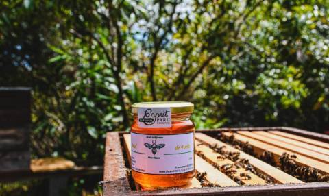 Miel de forêt de Terre Api des Hauts © DR Parc national de La Réunion