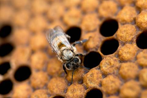 Abeille © Céline Lecomte - OFB