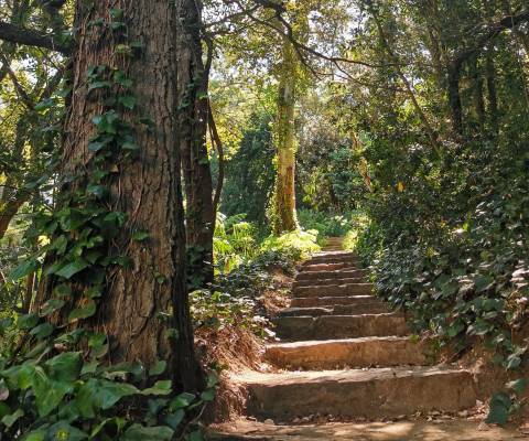 Escalier © Domaine du Rayol Escalier © Domaine du Rayol