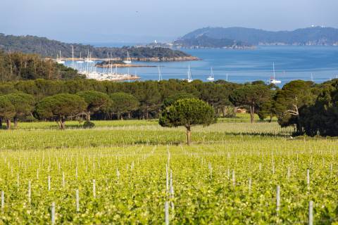 Domaine de la Courtade, vignes © Domaine de la Courtade