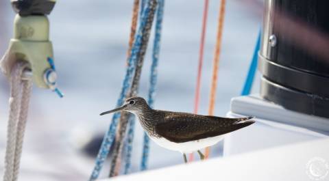 Oiseau © Longitude 181 Oiseau © Longitude 181