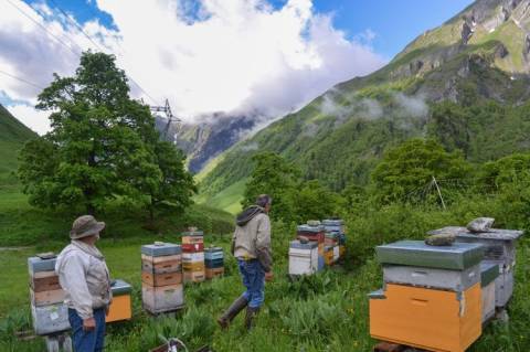 Silvestre Klébert et ses ruches © Manon Maurin - Parc national de la Vanoise Silvestre Klébert et ses ruches © Manon Maurin - Parc national de la Vanoise