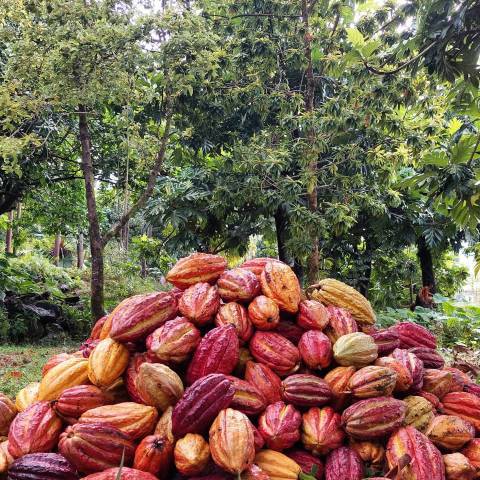Récolte de cacao © Bitasyon Bio