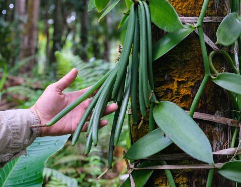 Quentin Donnay, vanille sous couvert forestier © Orane Gallois - Parc national de La Réunion