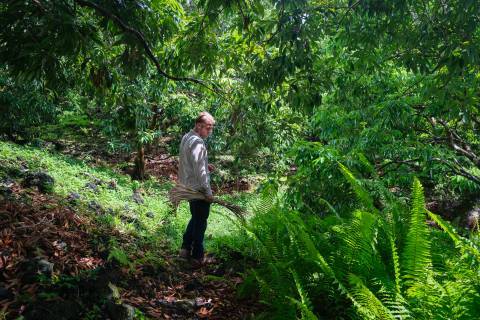 Quentin Donnay sur son exploitation © Orane Gallois - Parc national de La Réunion