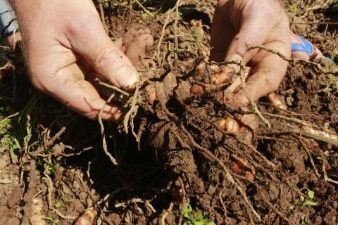 Rhizome de curcuma © Domaine de Picasso