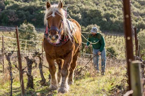 Cheval qui participe au travail des vignes