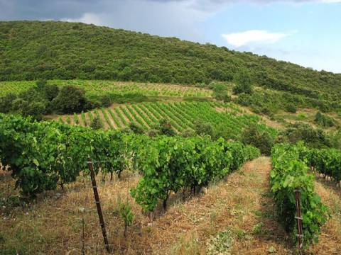 Vignes © Mas Seren