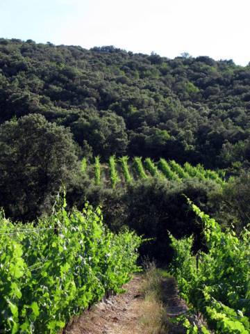 Vue sur le vignoble © Mas Seren
