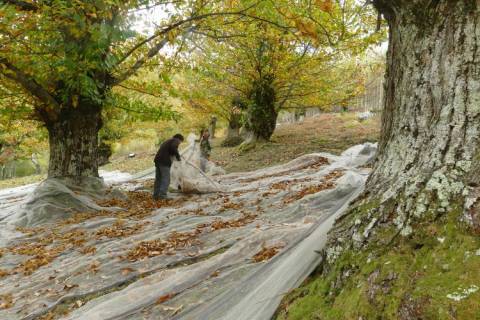 Châtaigniers © Natacha Maltaverne - Parc national des Cévennes Châtaigniers © Natacha Maltaverne - Parc national des Cévennes