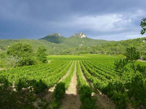 Vignoble © Mas des Manhans Vignoble © Mas des Manhans