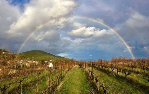 Vignoble © Mas des Manhans Vignoble © Mas des Manhans