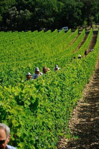 Vignes © GAEC du Sollier Vignes © GAEC du Sollier