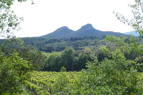 Vignoble  © Relief et Nature
