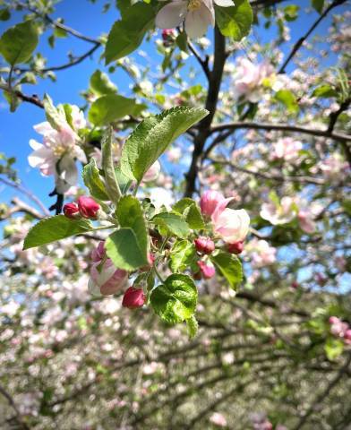Vergers en fleurs, Les Terrasses du Fraissinet © Charlotte Vandeventer - Parc national des Cévennes
