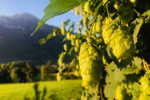 Houblon © Brasserie Walpine Houblon © Brasserie Walpine