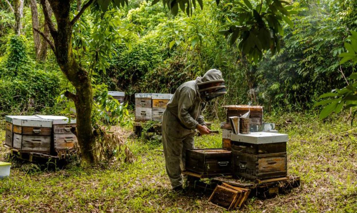 Magdi Fridmann dans ses ruches © Sebastien Conejero - Parc national de La Réunion