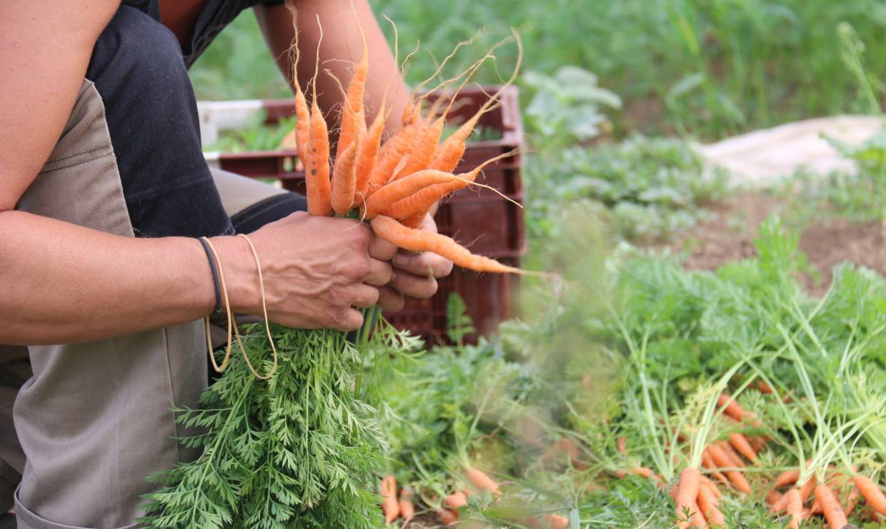 Carottes