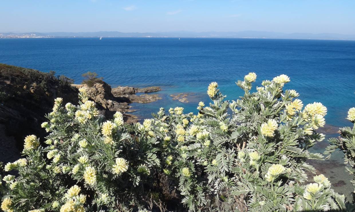 Flore Presqu'île de Giens